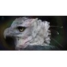 Jornada do Gavião Real - Rito Xamanico com Ayahuasca